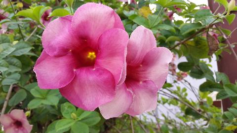 Goa Flowers - Download Goa Photos